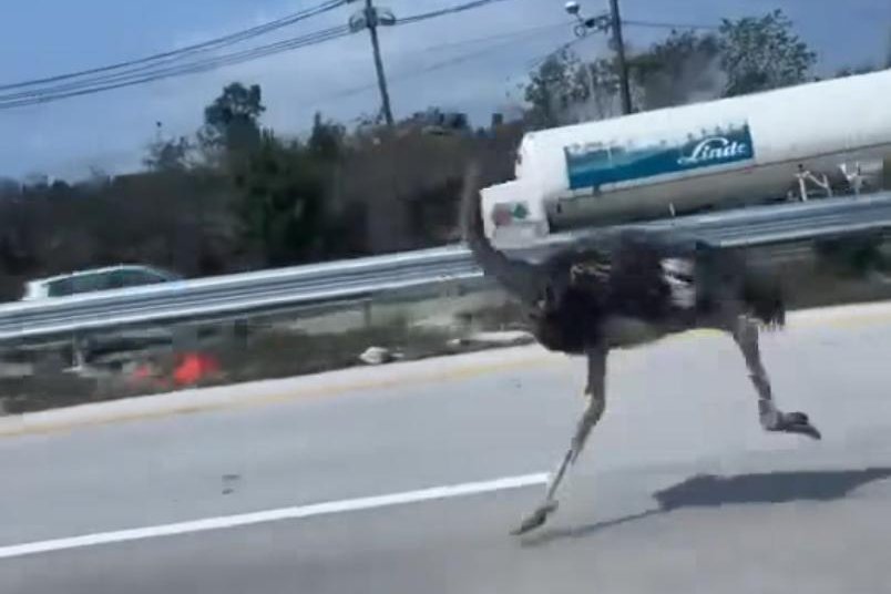Runaway ostrich